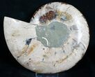 Inch Ammonite (Half) - Agate Preservation #4109-1